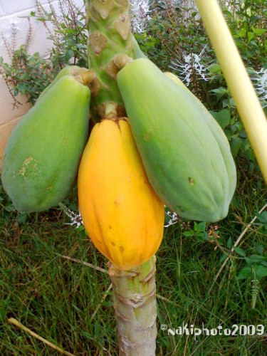 papaya