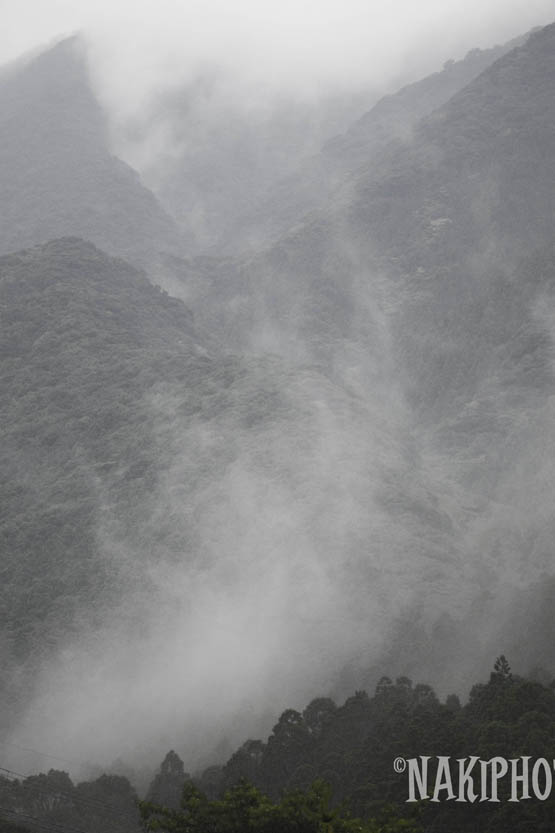 20091122_Yakushima_V1198