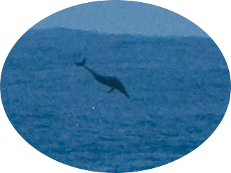 2009_dolphin