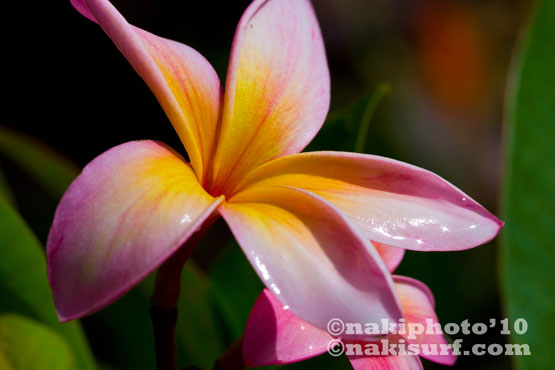 2010_Plumeria_T8344