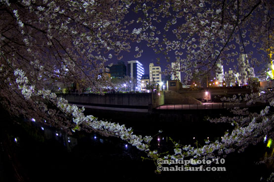 20100406_Meguro gawa_V1353