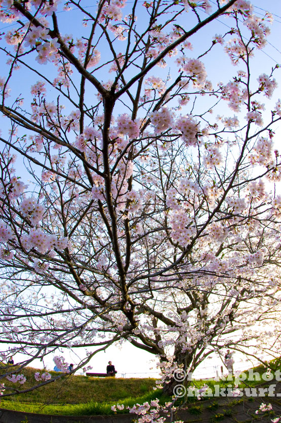 20100406_Sakura_V1324