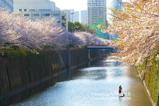 20100408_Sakura_SUP_V1503