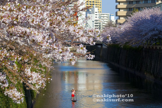 20100408_Sakura_SUP_V1552