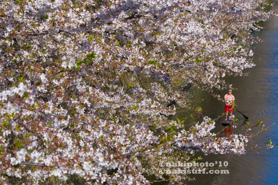 20100408_Sakura_SUP_V1618