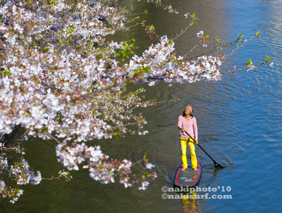 20100408_Sakura_SUP_V1664 20100408_Sakura_SUP_V1664