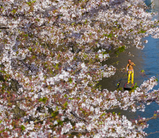 20100408_Sakura_SUP_V1696