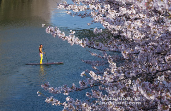 20100408_Sakura_SUP_V1722