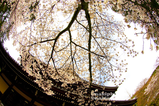 2010_Kyoto_Sakura_V0542