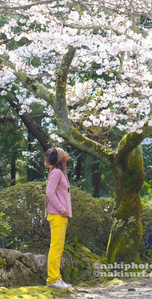 2010_Kyoto_Sakura_V0580