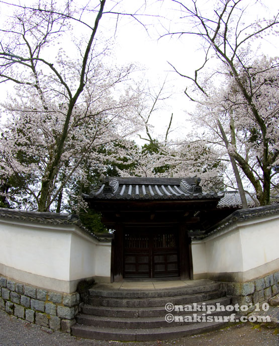 2010_Kyoto_Sakura_V0660