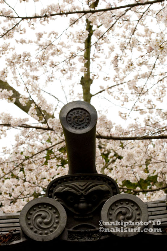 2010_Kyoto_Sakura_V0676