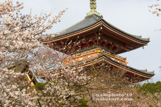 2010_Kyoto_Sakura_V0785