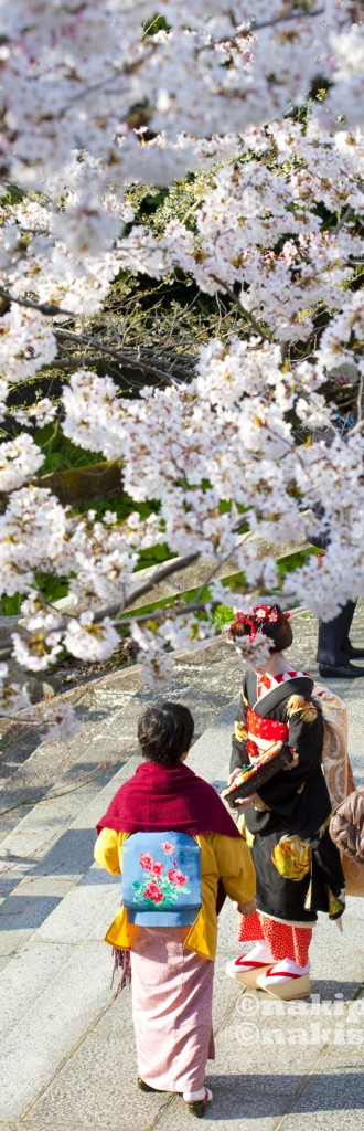 2010_Kyoto_Sakura_V0809