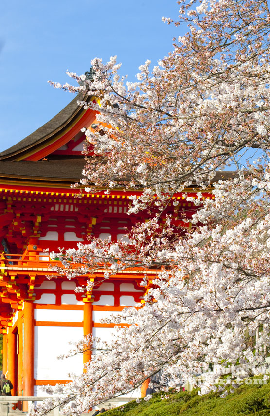 2010_Kyoto_Sakura_V0843