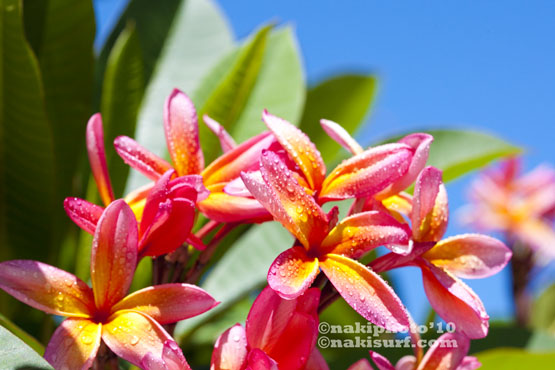 2010_Plumeria_NH_T6624