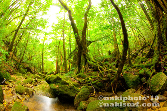 2010_Yakushima_T0047