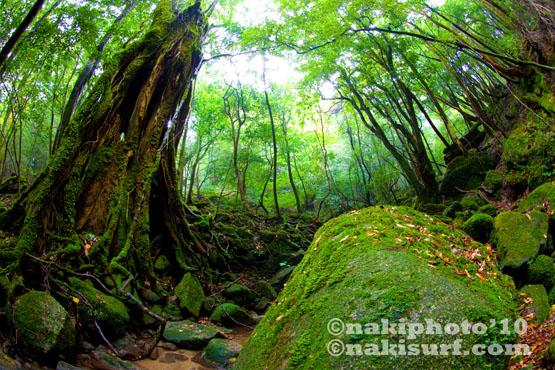 2010_Yakushima_T0050