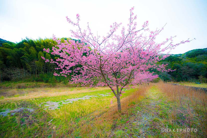 文字と、言葉を持たない日（Early Spring Japan編）＿#65