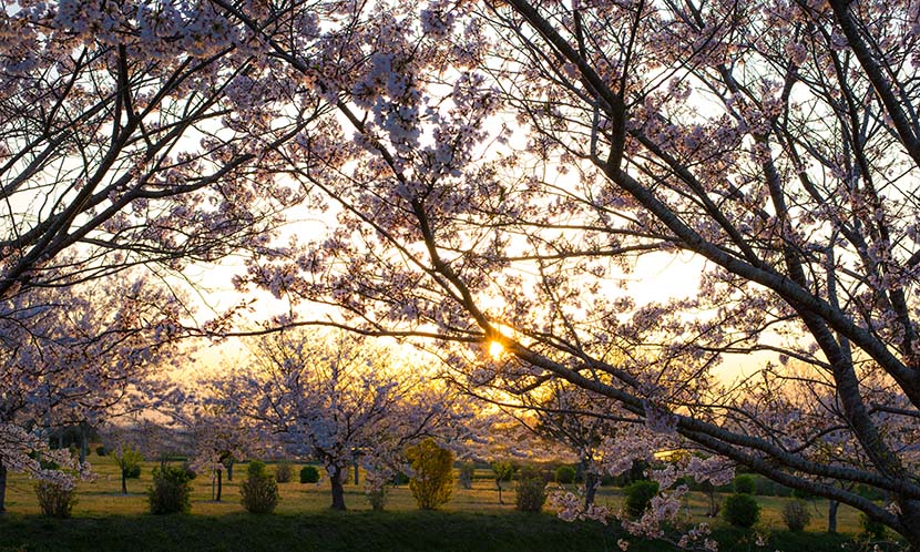 ブルームーンの桜はもと暗し＿ノースハワイの小波パーフェクション＿（１１１５文字）