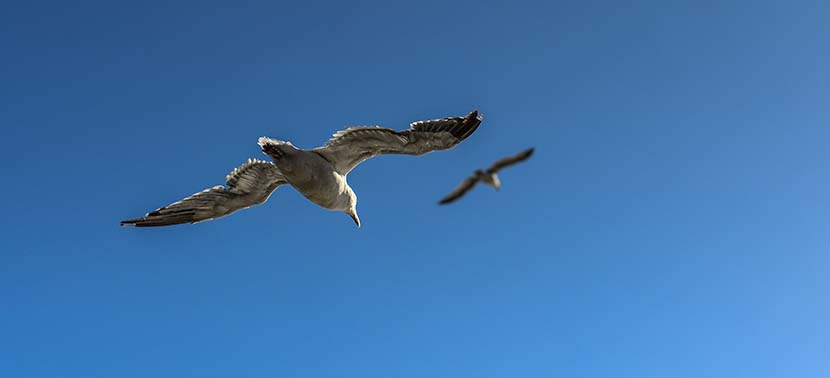 【わりと文藝】Jonathan Livingston Seagull＿USAとバリー・マッギー大師、そして空海＿（１２６０文字）