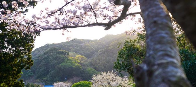 さよなら桜の伊豆_ボンザー3_父ちゃんのチャブ台_カセットガス式_(1430文字) さよなら桜の伊豆_ボンザー3_父ちゃんのチャブ台_カセットガス式_(1430文字)