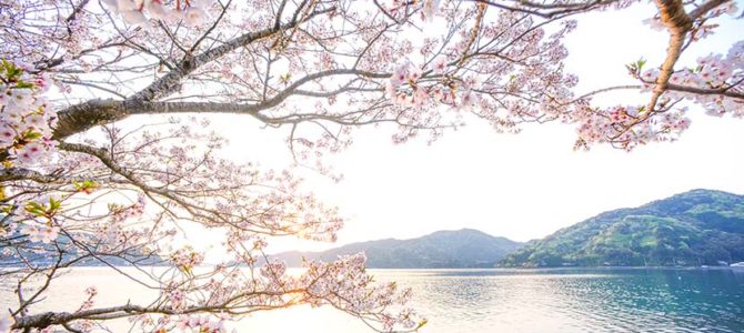 【サーフィン研究所移動完了日】ちょうどスーパーピンクムーン_美しい土佐桜と、淡路島の龍_伊豆風味_(1647文字) 【サーフィン研究所移動完了日】ちょうどスーパーピンクムーン_美しい土佐桜と、淡路島の龍_伊豆風味_(1647文字)