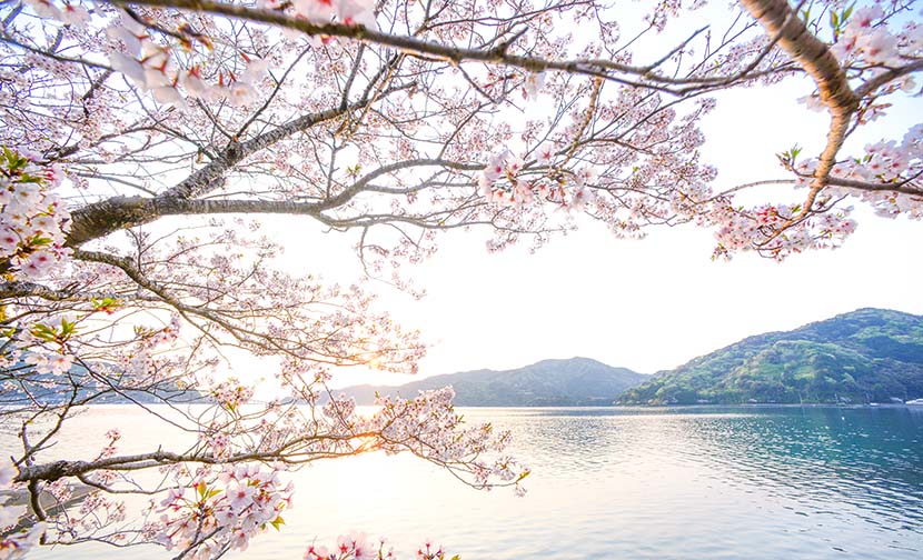 【サーフィン研究所移動完了日】ちょうどスーパーピンクムーン＿美しい土佐桜と、淡路島の龍＿伊豆風味＿（１６４７文字）