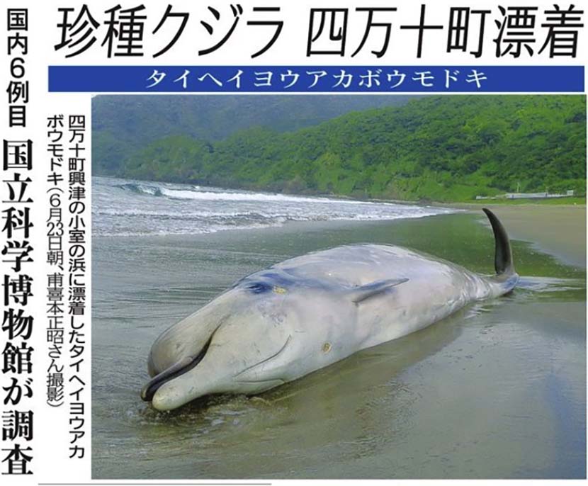 【サーフィン研究所】144歳の寺田寅彦_偉大なる海では_(1111文字) 【サーフィン研究所】144歳の寺田寅彦_偉大なる海では_(1111文字)