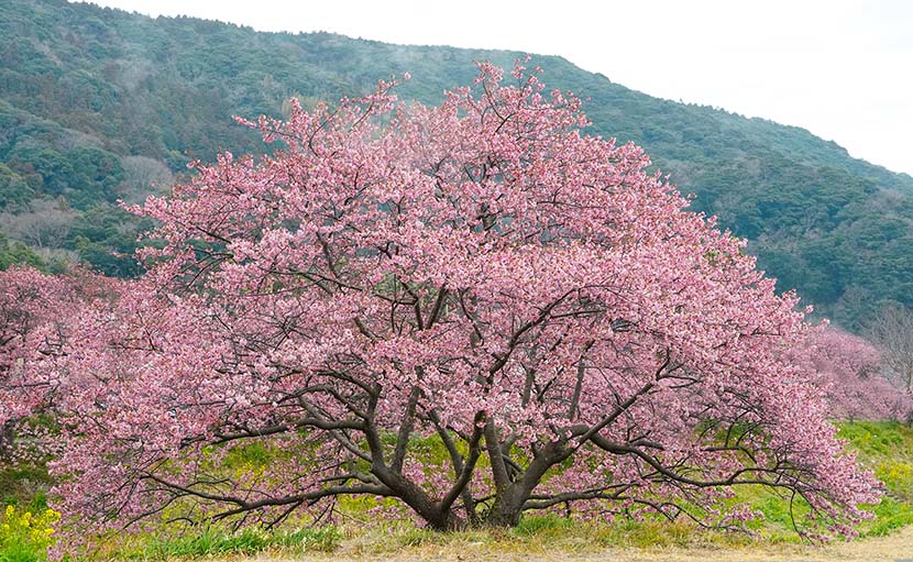 【サーフィン研究所】初桜折りしも今日はよき日なり_グレイソン・フレッチャーと法王のジロー寿司_積み残し編4「チャーリーとすみっこ論」_(1260文字) 【サーフィン研究所】初桜折りしも今日はよき日なり_グレイソン・フレッチャーと法王のジロー寿司_積み残し編4「チャーリーとすみっこ論」_(1260文字)