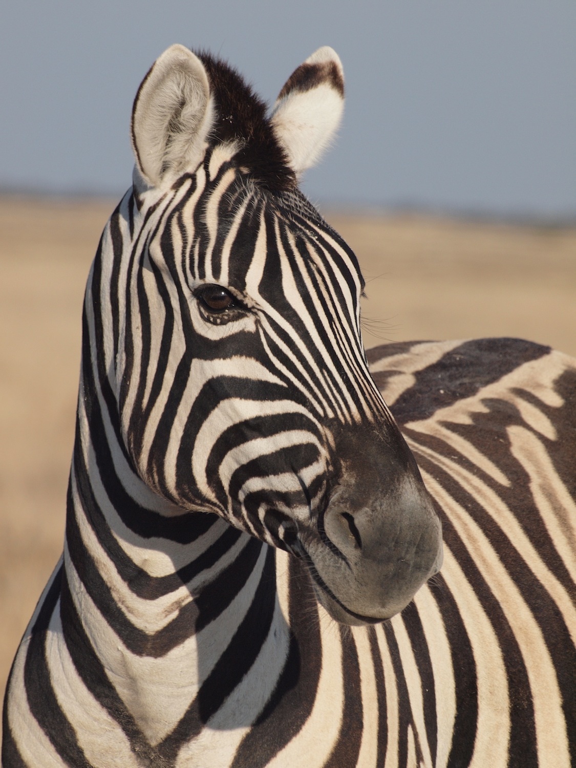 8月8日 波情報 アフリカの大自然で生きる動物達 エトーシャ国立公園 Nakisurfスタッフブログ ナキサーフボードカリフォルニア